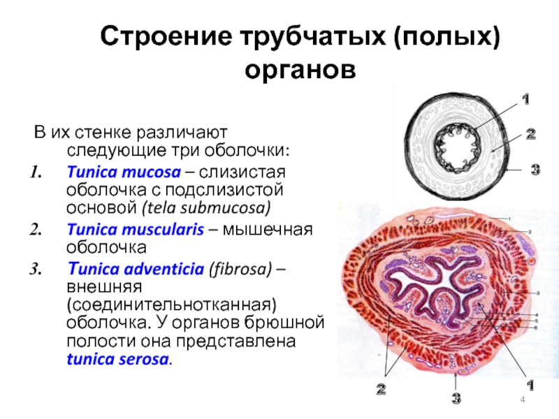 Трубчатые организмы