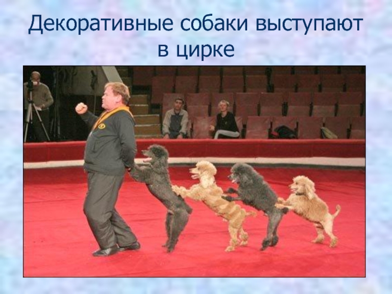 Маска 5 выступление щенка. Собака выступает в цирке. Выступление собак в цирке. Декоративные собаки в цирке. Устроили цирк.
