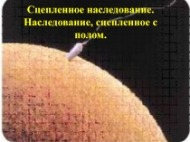 Сцепленное наследование. Наследование, сцепленное с полом