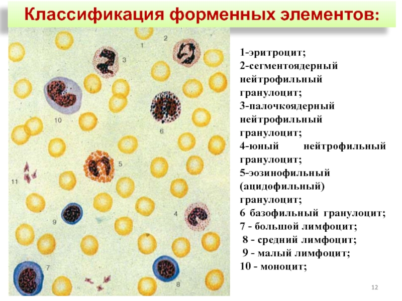 Форменные элементы крови презентация анатомия