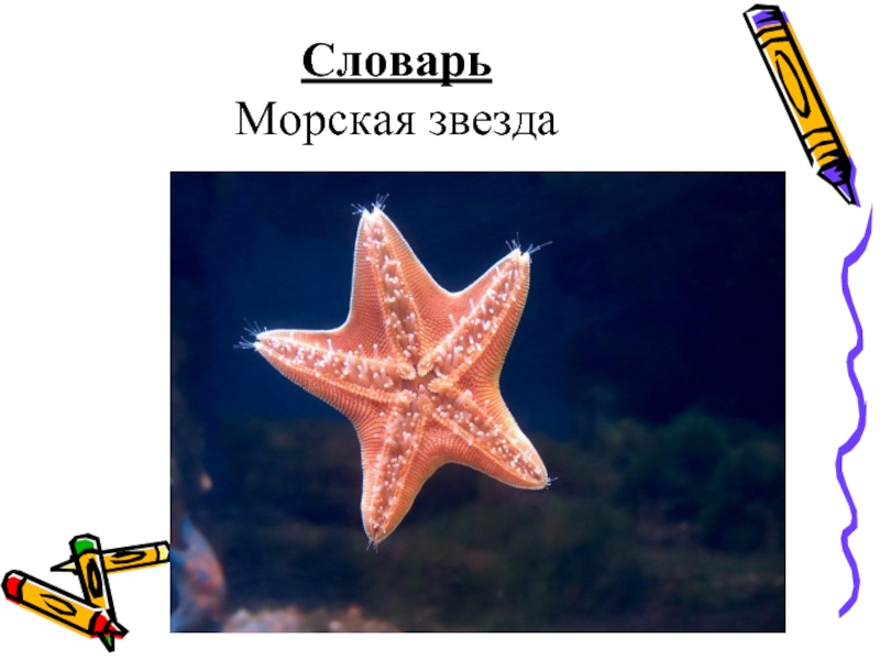 Словарь Морская звезда