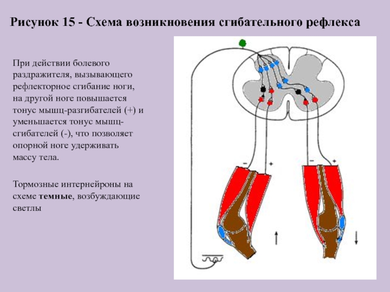 Рефлекторная дуга сгибательного рефлекса рисунок