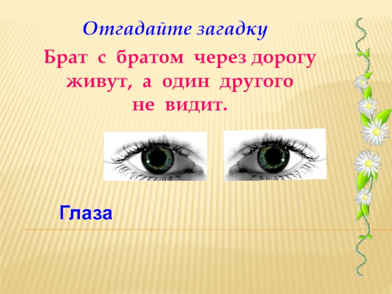 Загадка глаза на рогах. Загадка про глаза. Брат с братом через дорогу живут 1 другого не видел. Загадки на зрение. Загадка 2 брата через дорогу живут.