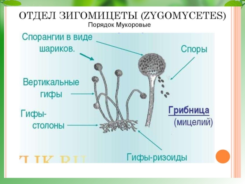 Подпишите на рисунке основные части гриба мукора