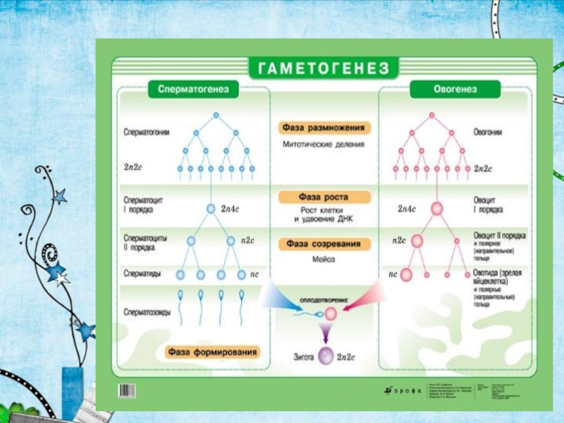 Гаметогенез схема таблица