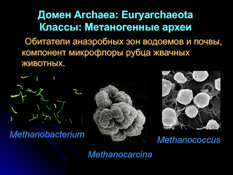 Метаногены