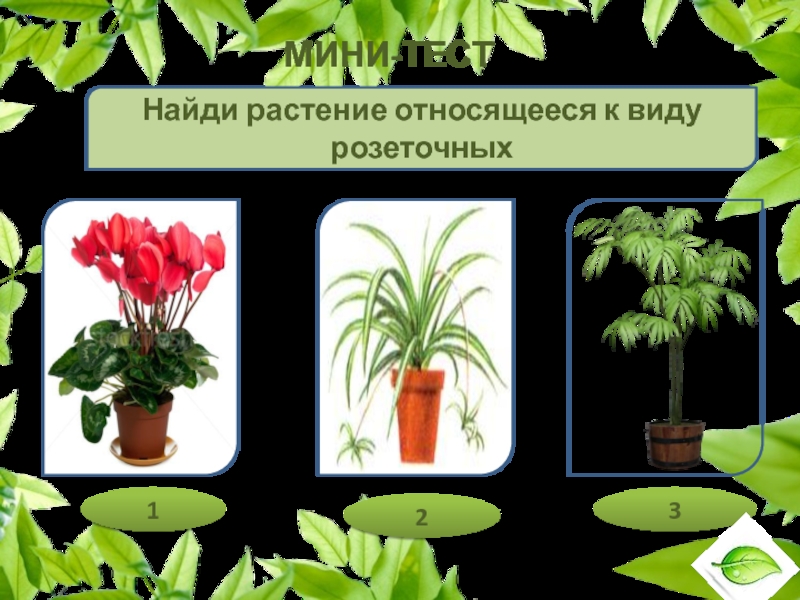 Мини-тест Найди растение относящееся к виду розеточных132