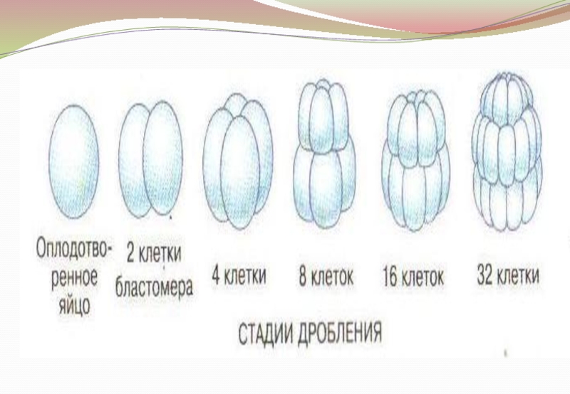 На рисунке изображены стрекозы в разный период онтогенеза