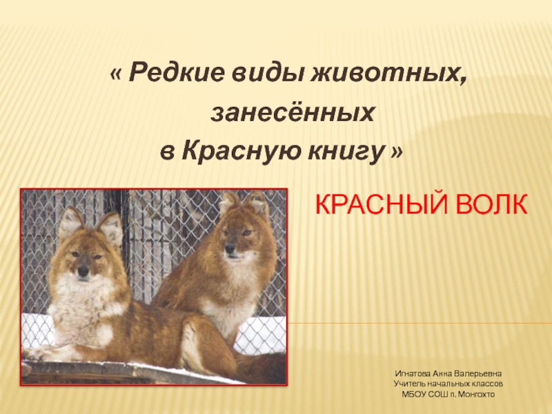Редкие виды животных, занесённых в Красную книгу. Красный волк 3 класс