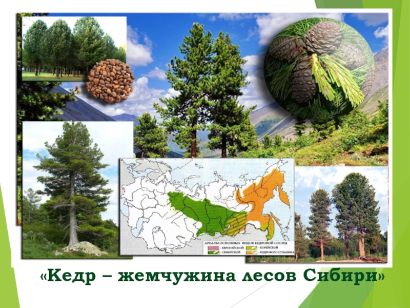 Кедр - жемчужина лесов Сибири