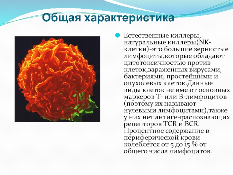 Естественные киллеры презентация