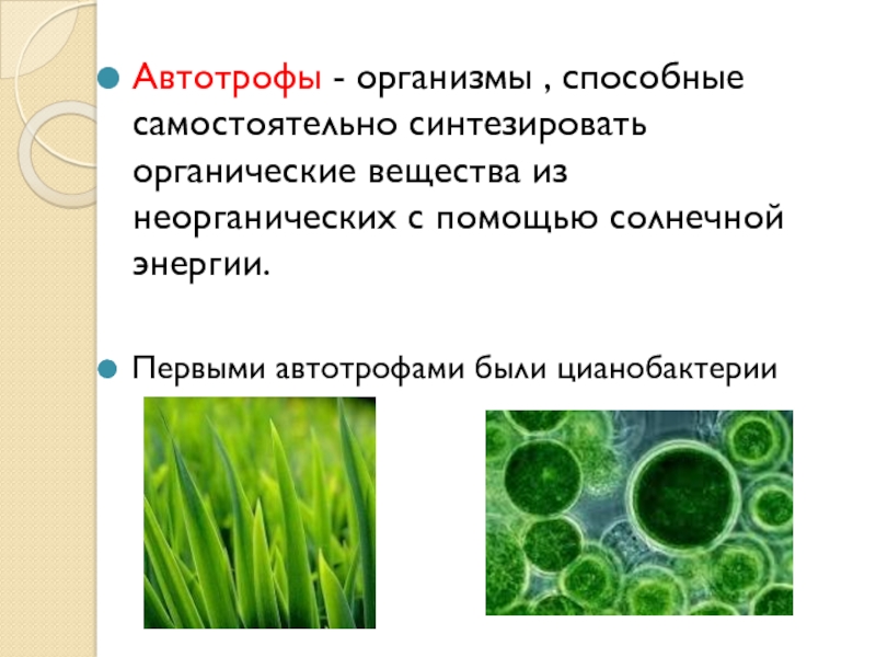 Появление фотосинтеза появление прокариот появление многоклеточных водорослей. Цианобактерии хемотрофы. Цианобактерии автотрофы. Автотрофы цианобактерии гетеротрофы. Автотрофы это в биологии.