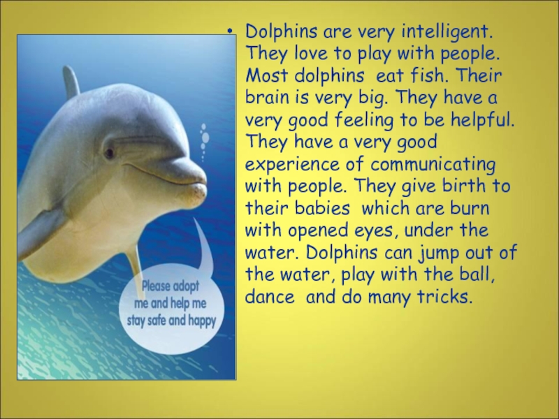 Dolphins are very intelligent. They love to play with people. Most dolphins eat fish. Their brain is