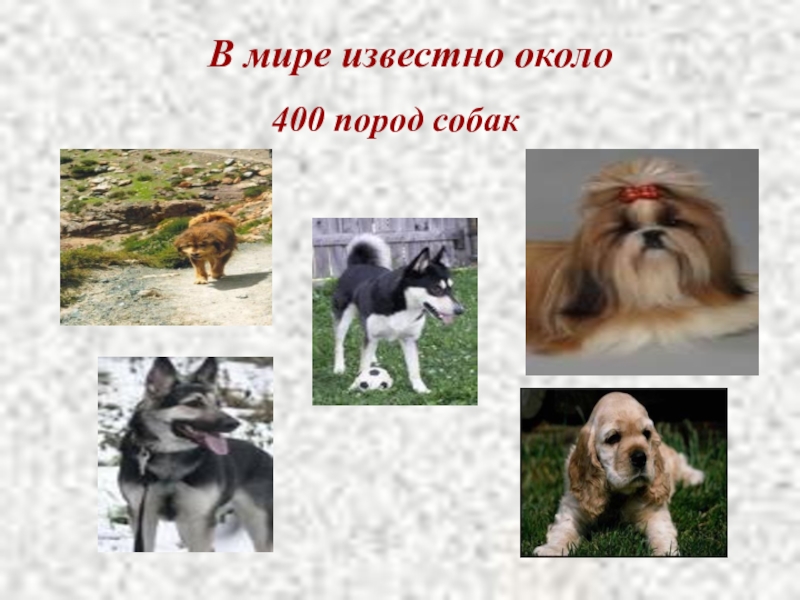 Мир собак презентация. Породы собак презентация для начальной школы. 400 Пород. Собаки это начальная школа. В мире примерно 400 тысяч пород собак презентация.