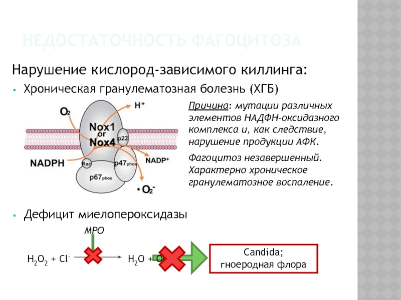 Хронический гранулематоз