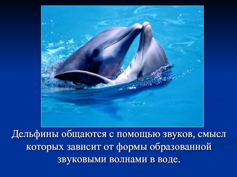 Дельфины общаются с помощью звуков, смысл которых зависит от формы образованной звуковыми волнами в воде.
