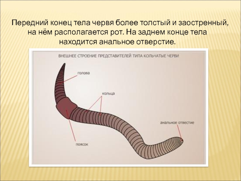 Какая форма червя. Тип кольчатые черви дождевой червь. Внешнее строение червя дождевого червя. Кольчатые черви передний конец тела. Структура тела дождевого червя.