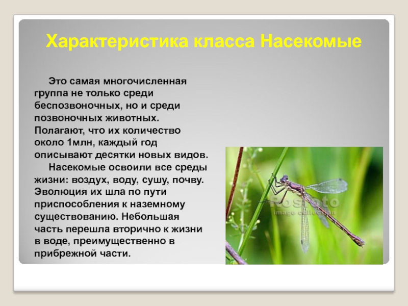 Особенности групп насекомые. Беспозвоночные животные насекомые. Сообщение о беспозвоночных насекомых. Самый многочисленный класс насекомых. Какие насекомые беспозвоночные.