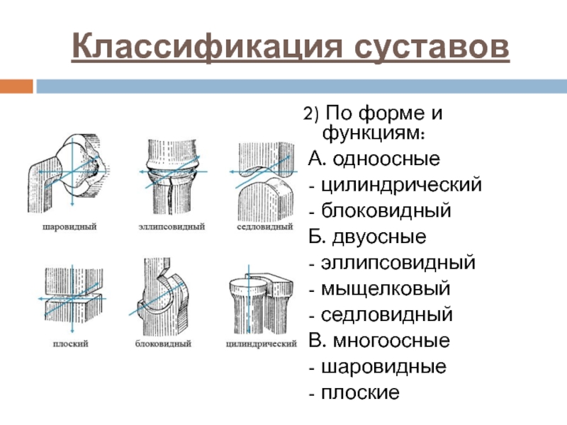 Группы суставов. Мыщелковый сустав форма. Одноосный двуосный многоосный сустав. Цилиндрический сустав схема. Одноосные суставы по форме.