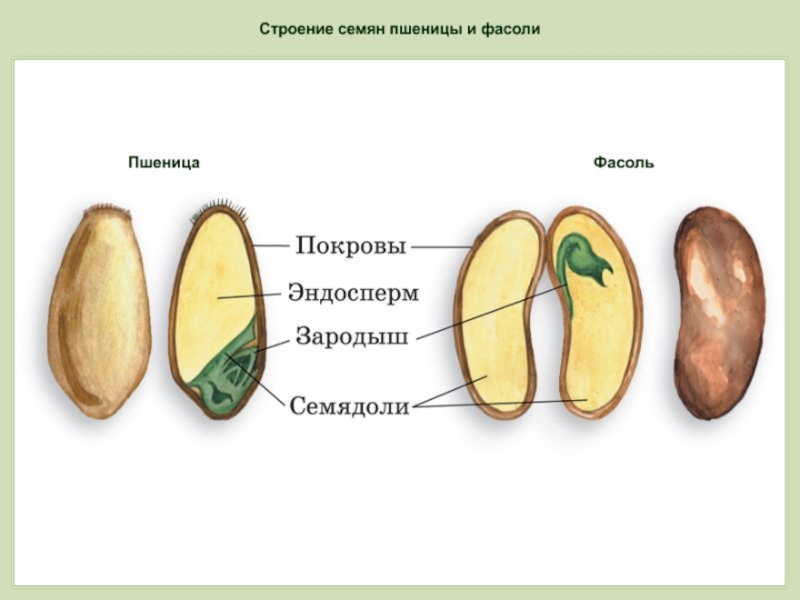 Презентация на тему строение семян 6 класс биология