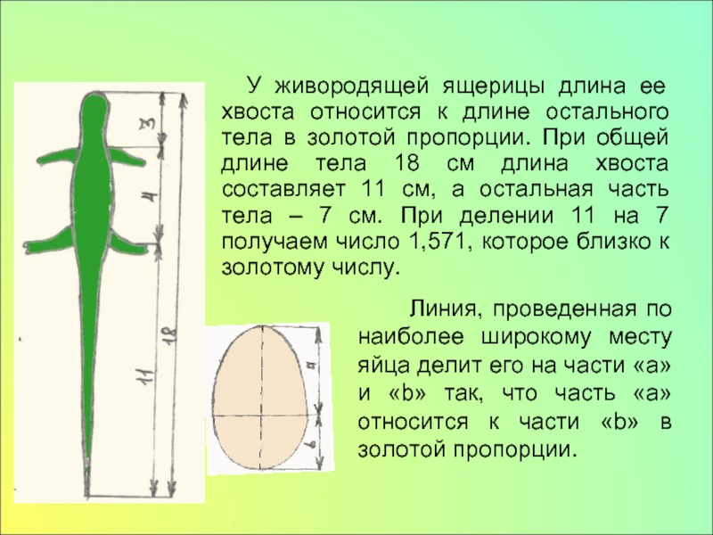 Гармония золотого сечения проект