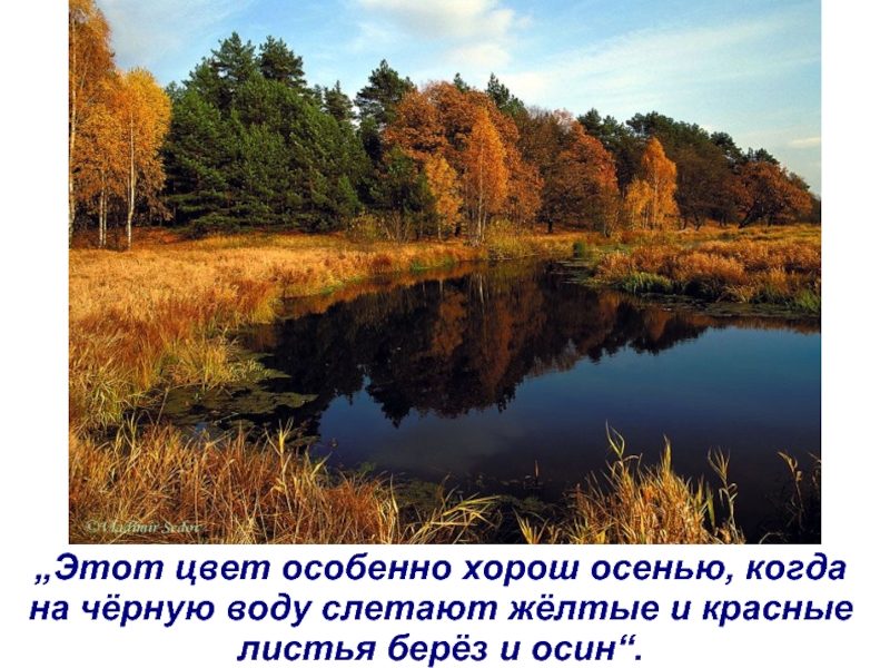„Этот цвет особенно хорош осенью, когда  на чёрную воду слетают жёлтые и красные листья берёз и