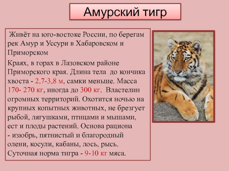 Какая длина тигра. Амурский тигр длина. Тигр в длину. Где обитают тигры в России. Тигр описание животного.