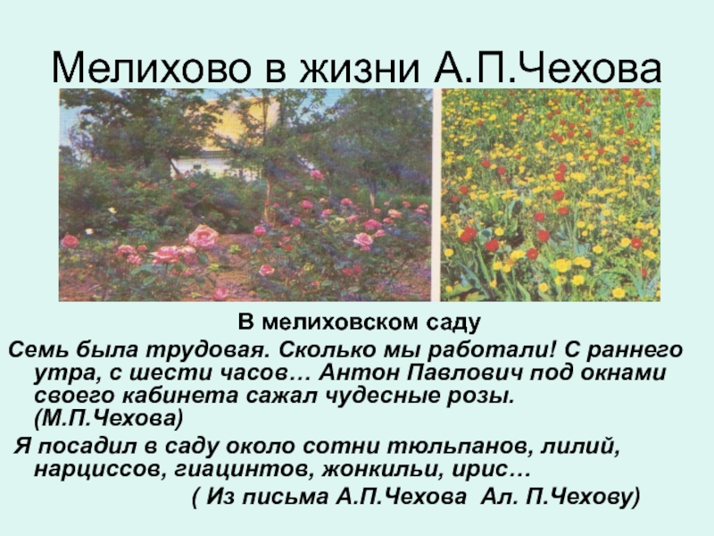 Мелихово в жизни А.П.Чехова