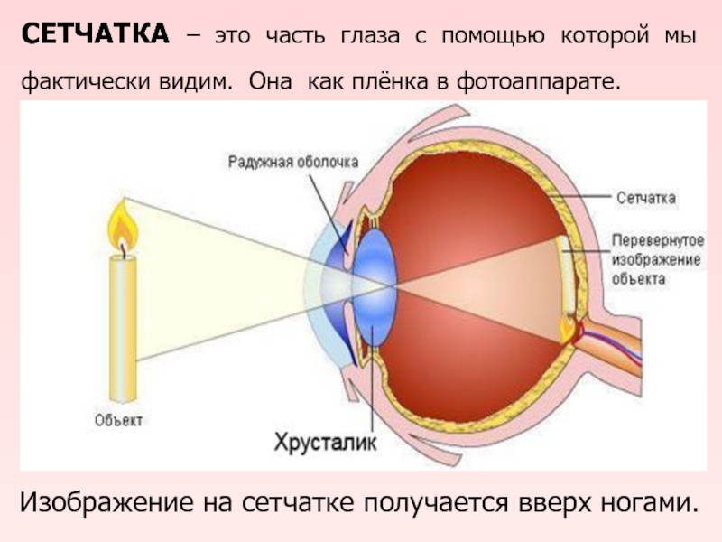 Изображение получаемое на сетчатке глаза с нормальным зрением