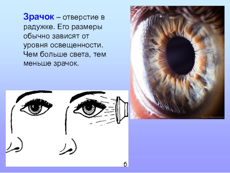 Функция зрачка. Зрачок это отверстие. Величина зрачка. Зрачок в зависимости от освещения.