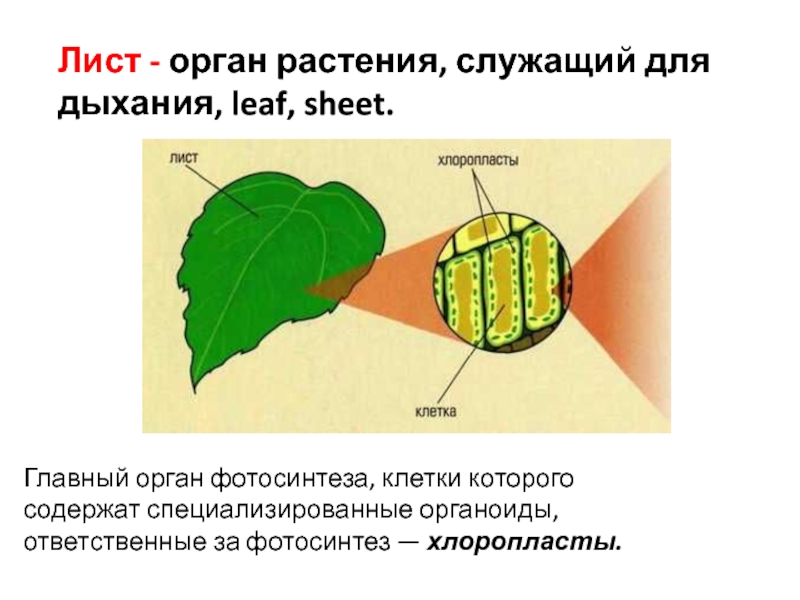 Лист - орган растения, служащий для дыхания, leaf, sheet.
Г лавный орган