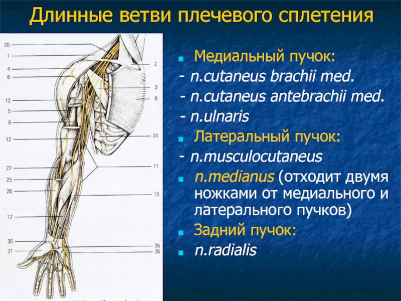 Плечевой нерв. Ветви плечевого сплетения. Медиальный ствол плечевого сплетения. Иннервация верхней конечности плечевое сплетение. Длинные ветви плечевого сплетения таблица.