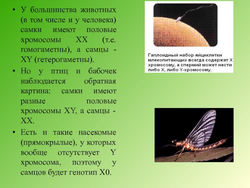Всегда ли мужской пол является гетерогаметным. Гомогаметны самцы бабочек птиц. Наследование сцепленное с полом у птиц. Половые хромосомы птиц и бабочек. Прямокрылые насекомые мужской пол гетерогаметный.