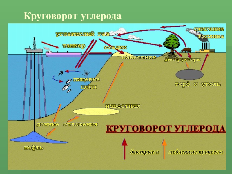 Презентация по теме круговорот углерода