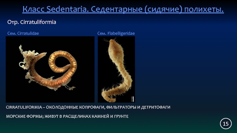 Детритофаг биология. СЕДЕНТАРНЫЕ полихеты. Детритофаги. Детритофаги морские. Детритофаги черви.
