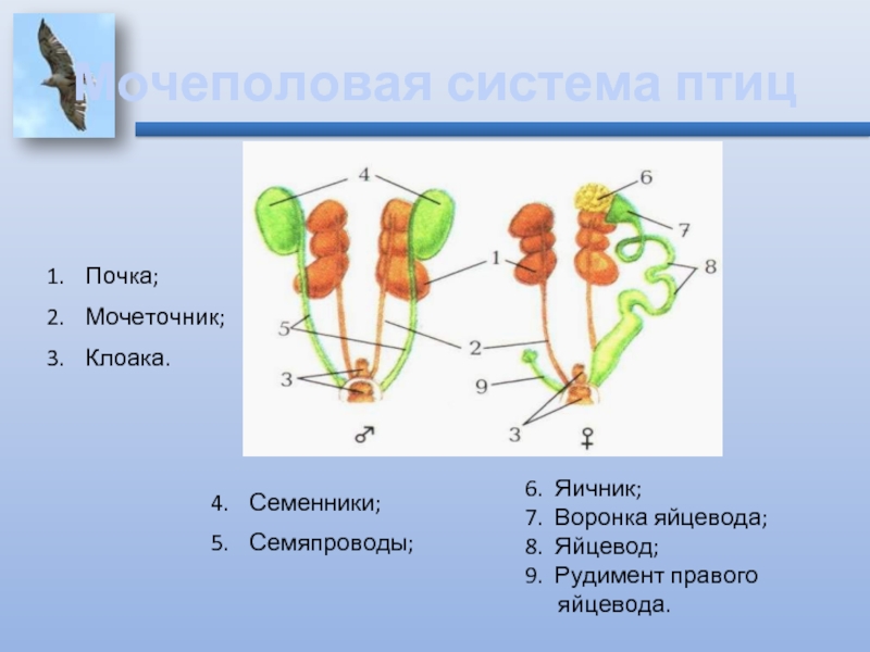 Яйцевод. Строение яйцевода. Строение яйцевода человека.