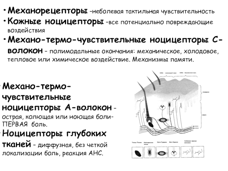 Виды механорецепторов презентация