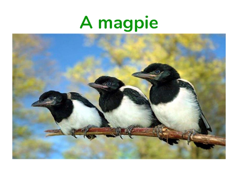 A magpie