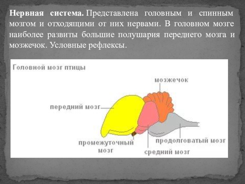 Какую функцию выполняет передний мозг у птиц