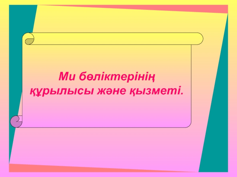 Ми бөліктерінің
құрылысы және қызметі