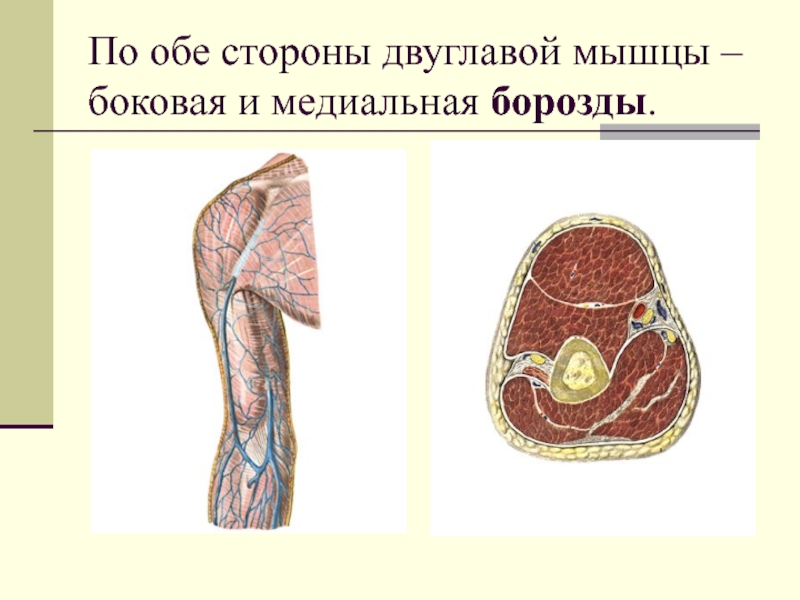 По обе стороны двуглавой мышцы – боковая и медиальная борозды.