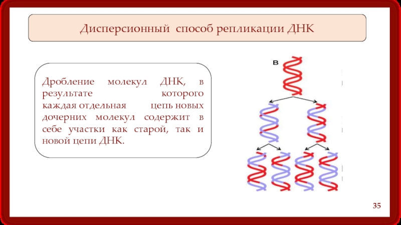 Удваивается молекула днк. Способы репликации ДНК. Дисперсионный механизм репликации ДНК. Три модели репликации ДНК. Репликация молекулы ДНК.