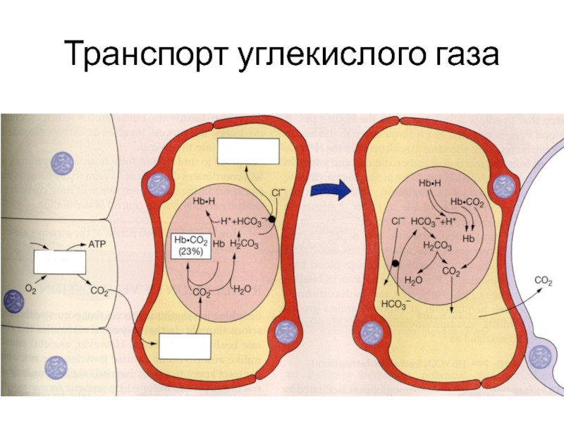 Транспорт углекислого газа. Транспорт углекислого газа кровью. Формы транспорта углекислого газа кровью. Как осуществляется транспорт углекислого газа. Транспорт углекислого газа кровью физиология схема.