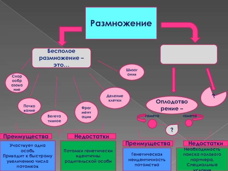 Почему при бесполом размножении потомки генетически сходны