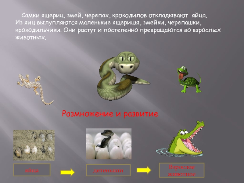 Какое развитие у ящерицы. Размножение и развитие крокодила. Размножение ящериц схема. Этапы развития ящерицы. Животные которые откладывают яйца.