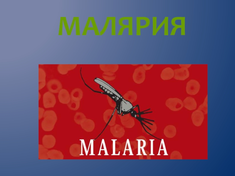 Презентация Малярия