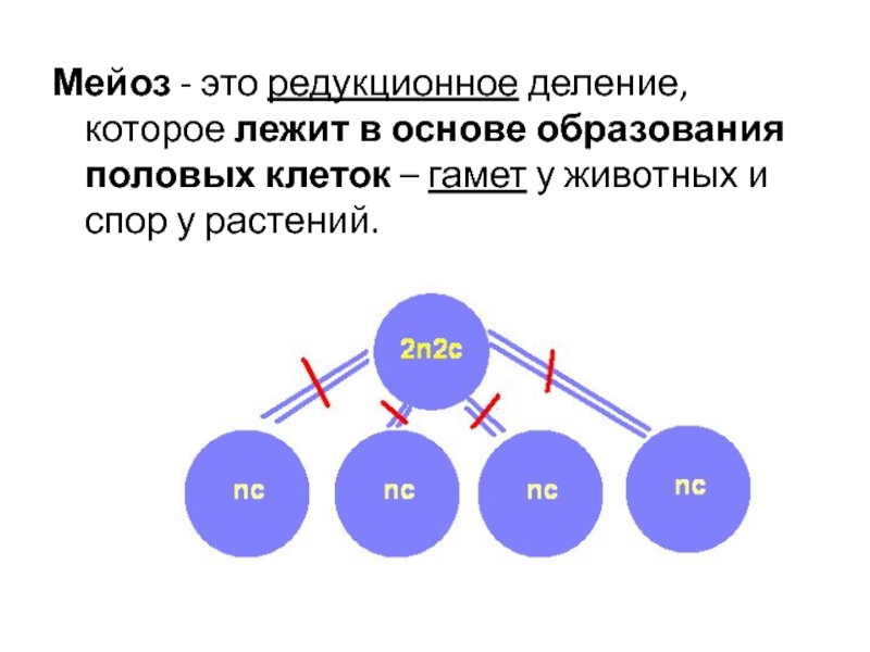 На диаграмме представлены два типа гамет человека х и у назовите гаметы х и у