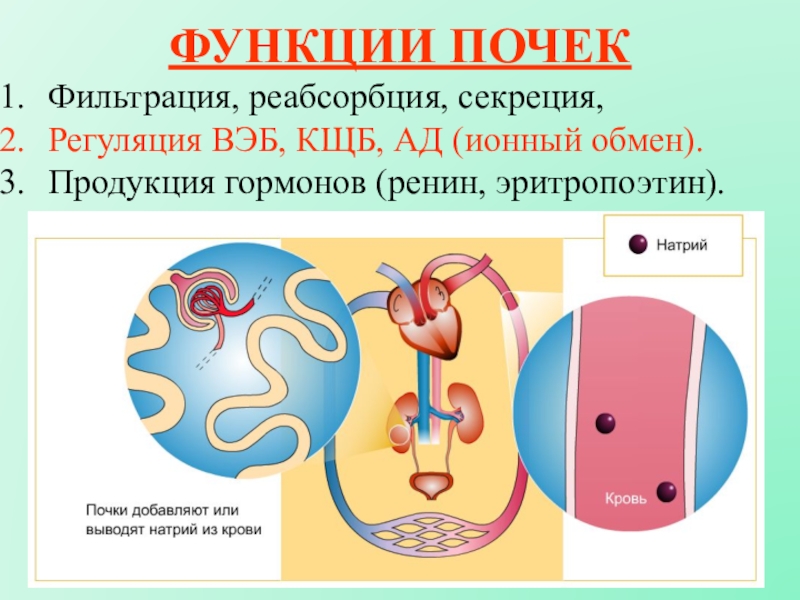 Гормоны почек презентация