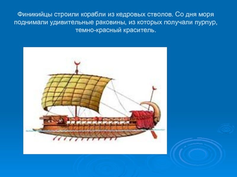 Финикийцы строили корабли из кедровых стволов. Со дня моря поднимали удивительные раковины, из которых получали пурпур, темно-красный