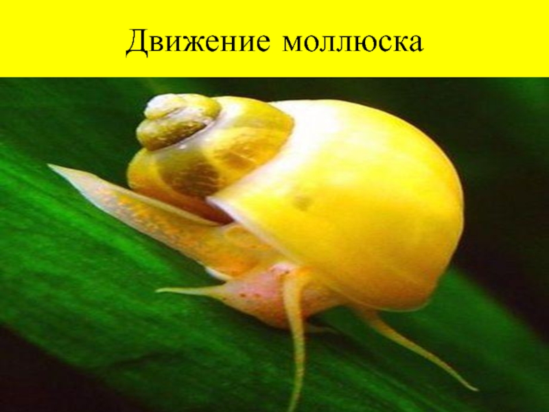 Передвижение моллюсков. Как двигаются моллюски. Движение тридакн.